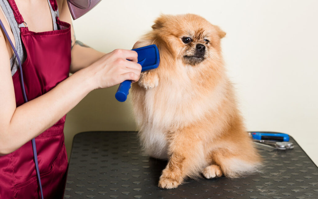 effective dog grooming